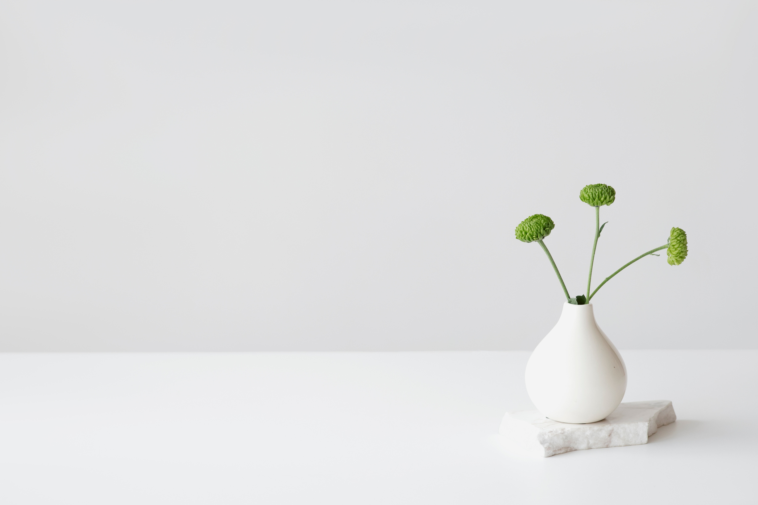 Green Plant in White Ceramic Vase